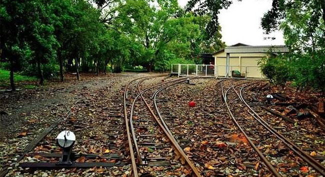 Forest mini train